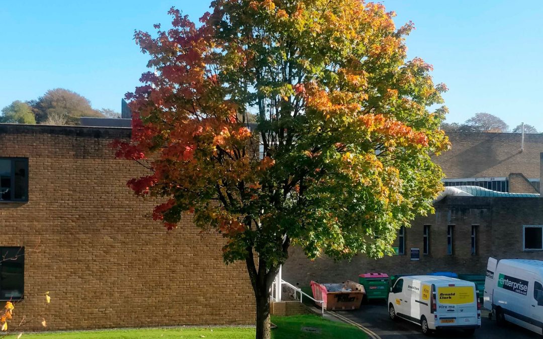 Studying Abroad From My Parent’s House: In Quarantine From My Bachelor In the UK